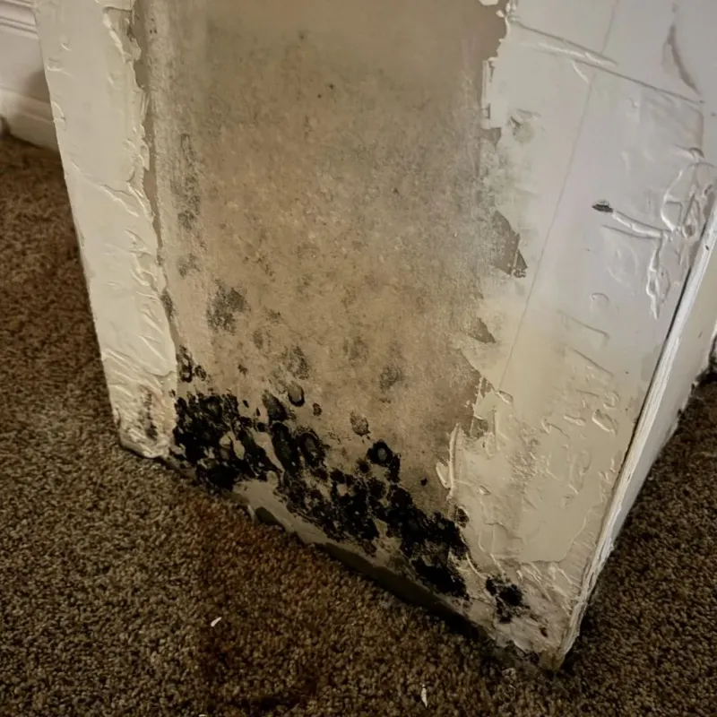 Professional Mold Removal in Tchula, MS